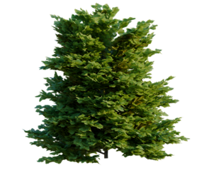 Chamaecyparis obtusa tree, front view, cutout, transparent background, isolate, architecture visualization, Lush Green Tree for Landscape Design - High-Quality Plant Element