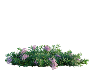 Daphne cneorum tree, front view, cutout, transparent background, isolate, architecture visualization, Blooming lilac shrub with vibrant purple flowers and lush green foliage, png