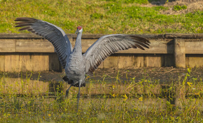 A solo sandhill crane stands with its wings spread wide, creating a powerful and striking display. The extended wings showcase detailed feathers and a sense of balance and strength. Set against a natu