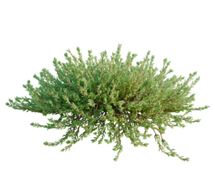 Empetrum nigrum tree, front view, cutout, transparent background, isolate, architecture visualization, Delicate green sprig of textured foliage for natural design elements and backgrounds