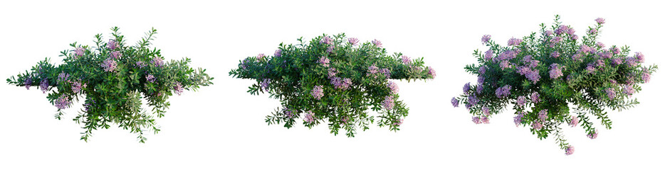Daphne cneorum tree, front view, cutout, transparent background, isolate, architecture...