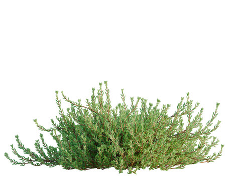 Empetrum nigrum tree, front view, cutout, transparent background, isolate, architecture visualization, Delicate green shrub branch with detailed foliage, perfect for botanical designs