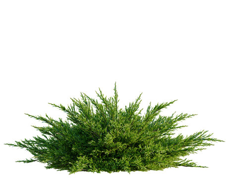 Juniperus sabina tree, front view, cutout, transparent background, isolate, architecture visualization, Lush Green Conifer Shrub - Realistic Digital Rendering for Landscaping Projects