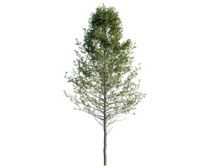 Pseudotsuga menziesi tree, front view, cutout, transparent background, isolate, architecture visualization, Young tree with green foliage on a clean background, ideal for compositions