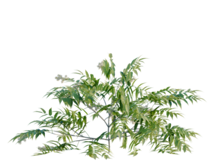 Sorbaria sorbifolia tree, front view, cutout, transparent background, isolate, architecture visualization, Vibrant Green Ashoka Tree Branch with Delicate Flowers, High Resolution PNG