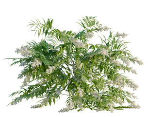 Obraz premium Sorbaria sorbifolia tree, front view, cutout, transparent background, isolate, architecture visualization, Blooming Jasmine Branches with Delicate White Flowers and Lush Green Foliage