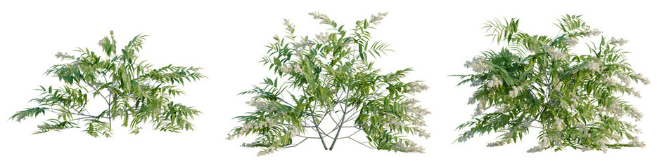 Obraz premium Sorbaria sorbifolia tree, front view, cutout, transparent background, isolate, architecture visualization, Lilac bush with blooming white flowers, floral arrangement for spring design