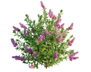 Spiraea douglasii tree, front view, cutout, transparent background, isolate, architecture visualization, Vibrant Lilac Bush with Purple Flowers on a Clear Background, Floral Arrangement