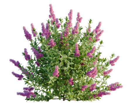Spiraea douglasii tree, front view, cutout, transparent background, isolate, architecture visualization, Lush Lilac Bush with Vibrant Purple Flowers on a Clear Background