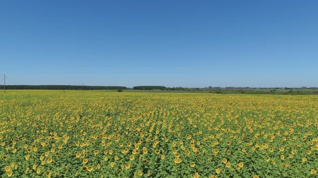 Plantaci&oacute;n de girasoles vista a&eacute;rea en movimiento Desmochado Corrientes Argentina