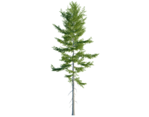 Tsuga heterophylla tree, front view, cutout, transparent background, isolate, architecture visualization, Realistic Pine Tree Illustration for Nature Scenes and Environmental Designs