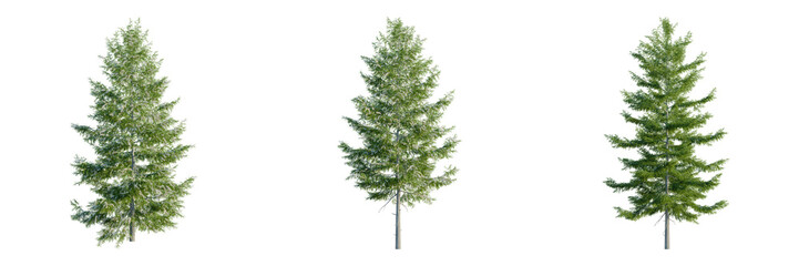 Tsuga heterophylla tree, front view, cutout, transparent background, isolate, architecture visualization, Three lush pine trees stand gracefully, creating a serene forest scene © DH Tree Stock