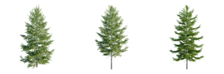 Tsuga heterophylla tree, front view, cutout, transparent background, isolate, architecture visualization, Three lush pine trees stand gracefully, creating a serene forest scene