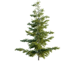 Obraz premium Tsuga mertensiana tree, front view, cutout, transparent background, isolate, architecture visualization, Majestic Fir Tree with Detailed Green Foliage on a Clean Background