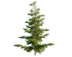 Tsuga mertensiana tree, front view, cutout, transparent background, isolate, architecture visualization, Majestic Fir Tree with Detailed Green Foliage on a Clean Background
