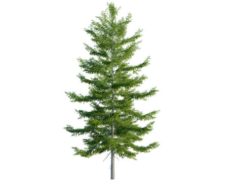 Tsuga heterophylla tree, front view, cutout, transparent background, isolate, architecture visualization, Majestic Fir Tree on a Clean Background, Perfect for Natural Scene Designs