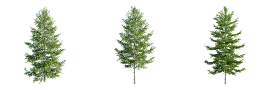 Tsuga heterophylla tree, front view, cutout, transparent background, isolate, architecture visualization, Three lush pine trees stand gracefully, creating a serene forest scene