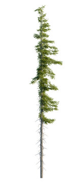 Tsuga mertensiana tree, front view, cutout, transparent background, isolate, architecture visualization, Towering Conifer Tree with Detailed Branches on a Clean Background