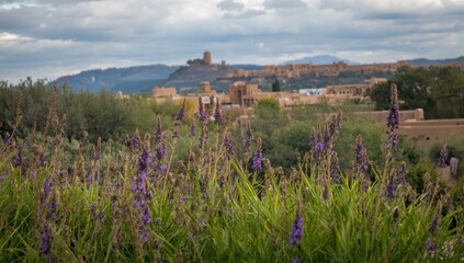 Fototapeta premium Local vegetation in the foreground emphasizes Santa Fe's skyline, showcasing the blend of nature and urban growth