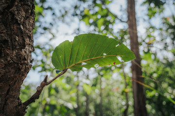 A single green leaf extends from a tree trunk. The leaf is fairly broad, with clearly visible veins, and shows small holes along the edges and surface caused by insect bites, reflecting the true natur