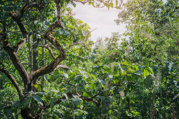 That the forest, with its direct authority and descriptions of trees of various sizes and branches, is mostly and often so.