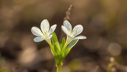 Fototapeta premium Lovely white radish bloom close-up with green leaves in spring, commonly called Virginia stock