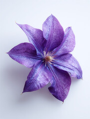 スモーキーパープルのクレマチス