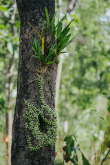 That the forest, with its direct authority and descriptions of trees of various sizes and branches, is mostly and often so.