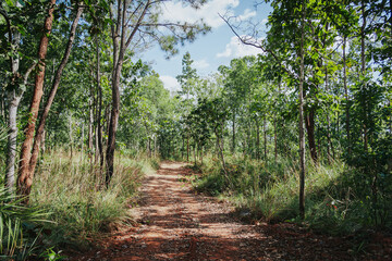 That the forest, with its direct authority and descriptions of trees of various sizes and branches, is mostly and often so.