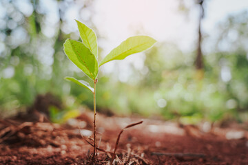 A tiny seedling is sprouting from the ground, with a few pale green leaves and a delicate stem. The backdrop is a hazy natural landscape bathed in soft sunlight, making the image bright and warm.