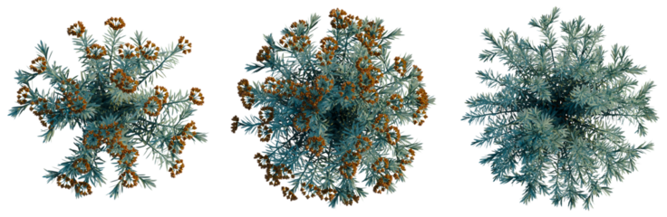 Euphorbia Blue Haze tree plan, top view, cutout, transparent background, isolate, Conifer Branch with Pinecones - Evergreen Tree Foliage for Seasonal Design Elements