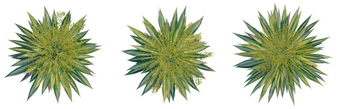 Furcraea foetida tree plan, top view, cutout, transparent background, isolate, Three vibrant green agave plants showcase desert flora beauty and natural textures