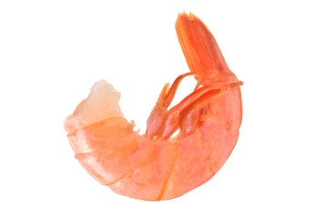 Fresh shrimps isolated