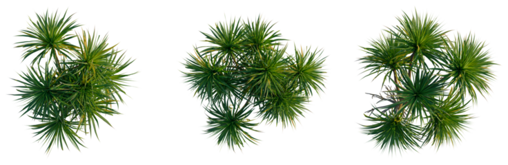 Pandanus amaryllifolius tree plan, top view, cutout, transparent background, isolate, Green palm leaves branches, lush tropical foliage for design, botanical elements