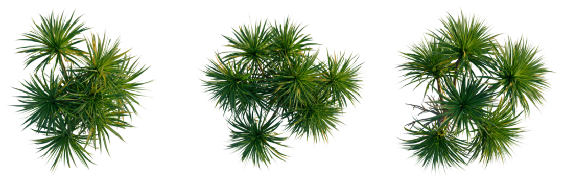 Pandanus amaryllifolius tree plan, top view, cutout, transparent background, isolate, Green palm leaves branches, lush tropical foliage for design, botanical elements - Powered by Adobe