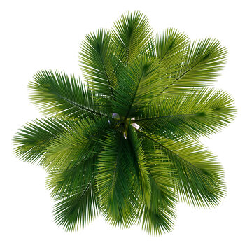 Rhopalostylis sapida tree plan, top view, cutout, transparent background, isolate, Lush Green Palm Fronds Overhead - Tropical Foliage for Design Elements