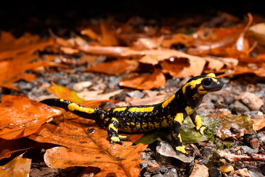 Feuersalamander (Salamandra salamandra terrestris) - Wuppertal, Bergisches Land (NRW), Deutschland
