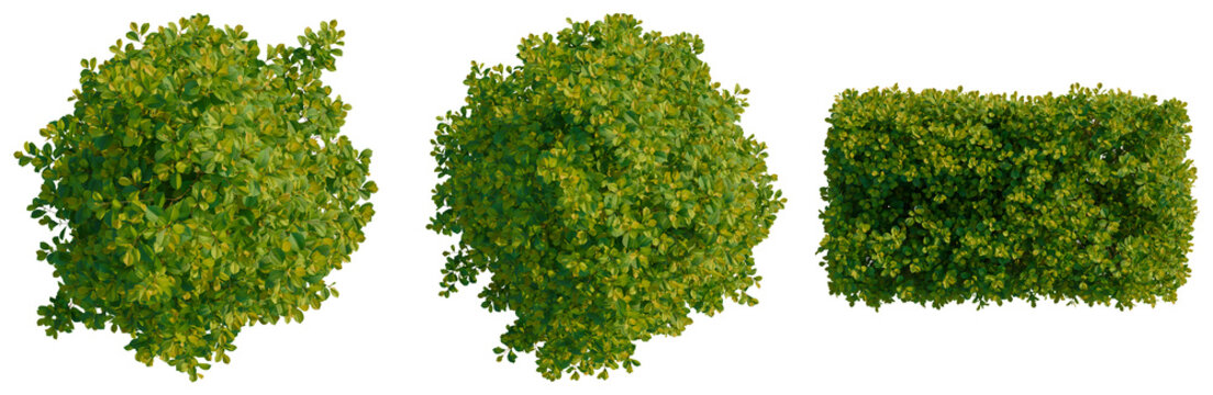 Syzygium paniculatum Backyard Bliss tree plan, top view, cutout, transparent background, isolate, Set of three shaped green shrubbery elements for landscape design and compositing