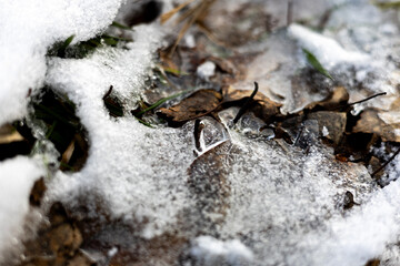 zima, lód,mróz, szron, śnieg, talfa, liście, las, © Estera