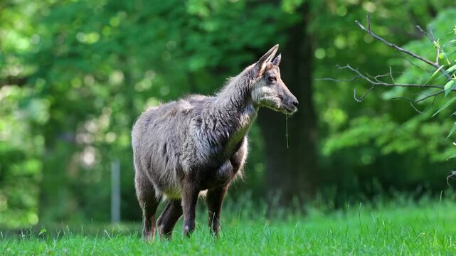 Apennine chamois, Rupicapra pyrenaica ornata, is living in the Abruzzo-Lazio-Molise National Park in Italy and the Pyrenees in Spain