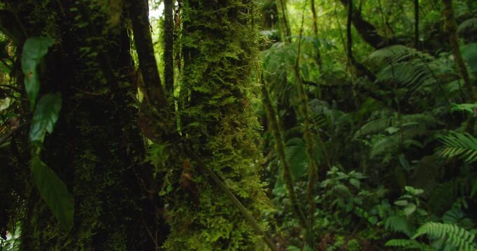 Rain soaked Costa Rica jungle with moss covered trees and hiking trail in lush tropical nature