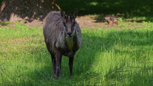 Apennine chamois, Rupicapra pyrenaica ornata, is living in the Abruzzo-Lazio-Molise National Park in Italy and the Pyrenees in Spain