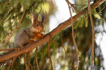 A squirrel sits on a branch of a spruce tree
