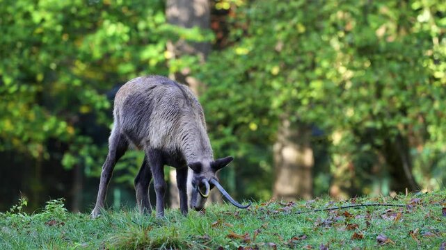 Apennine chamois, Rupicapra pyrenaica ornata, is living in the Abruzzo-Lazio-Molise National Park in Italy and the Pyrenees in Spain