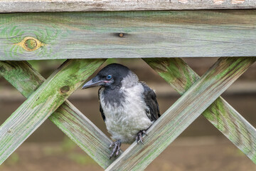 Obraz premium A crow chick, a small crow has fallen out of its nest and is sitting scared on a branch near the ground.