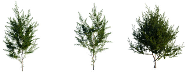 Casuarina equisetifolia tree, front view, cutout, transparent background, isolate, Three lush green trees on a neutral background, ideal for spring compositions