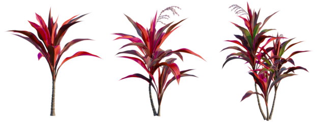 Cordyline fruticosa tree, front view, cutout, transparent background, isolate, Vibrant Cordyline fruticosa plants with colorful leaves on a plain background