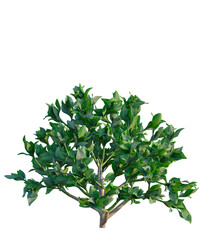 Obraz premium Crassula arborescens subsp undulatifolia Max Cook tree, front view, cutout, transparent background, isolate, Lush Green Bush with Dense Foliage - Perfect for Landscape Design and Compositions