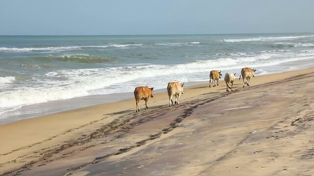 Cows in the coastal area