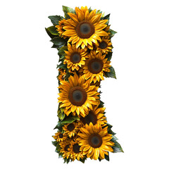 Top view of a 3D number 1 made of Sunflowers flower isolated on a white transparent background